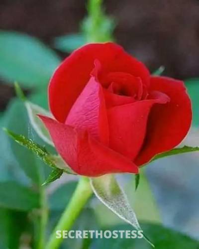 28 year old Escort in Columbia MO Hey love