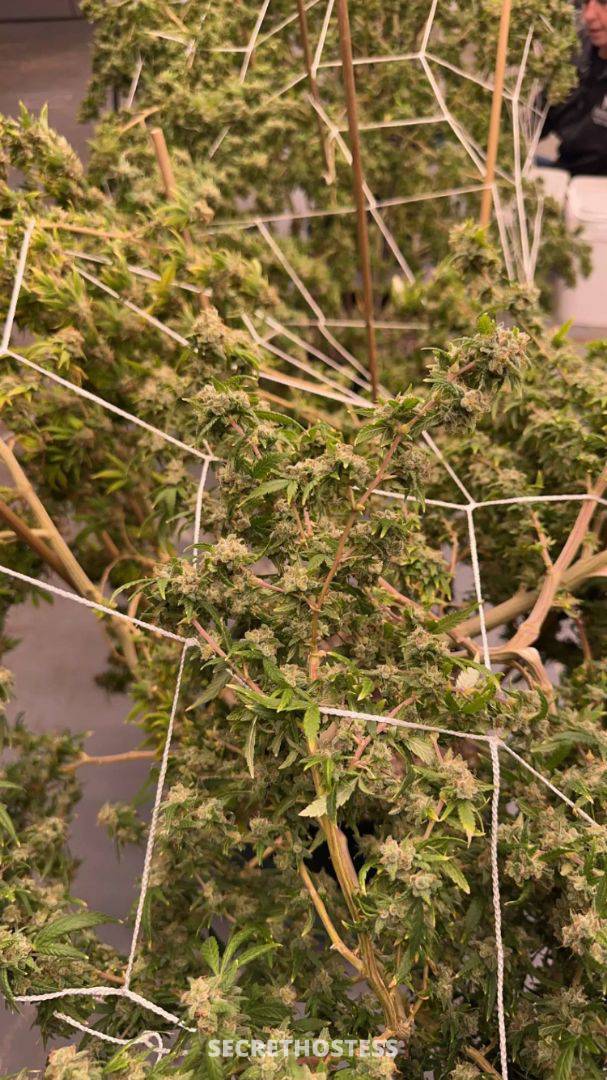 Donna 26Yrs Old Escort Size 8 167CM Tall Nashville TN Image - 5