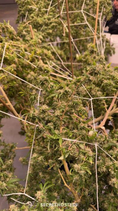 Donna 26Yrs Old Escort Size 8 167CM Tall Elko NV Image - 4