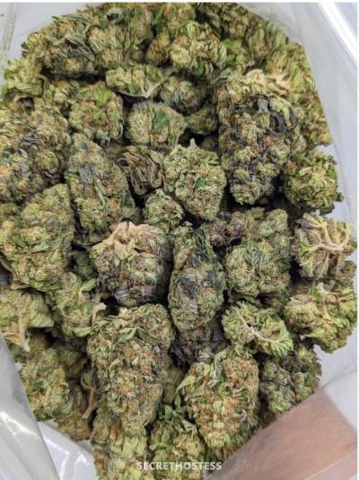 Emile 26Yrs Old Escort Cornwall Image - 8