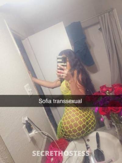 Sofiatranssexual 24Yrs Old Escort McAllen TX Image - 6