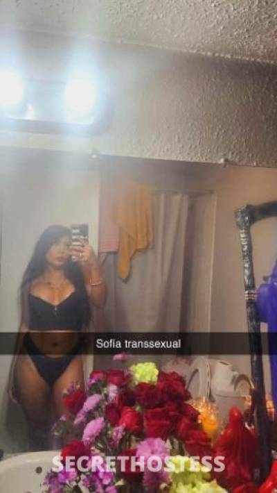 Sofiatranssexual 24Yrs Old Escort McAllen TX Image - 7