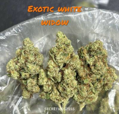 Rosemary 26Yrs Old Escort 167CM Tall Cariboo Image - 5