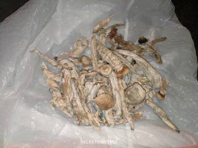 Emile 26Yrs Old Escort Roblin Image - 5