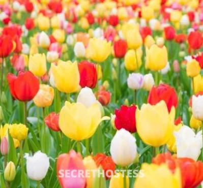 25 year old Escort in Chico CA 25Yrs Old Escort Chico CA