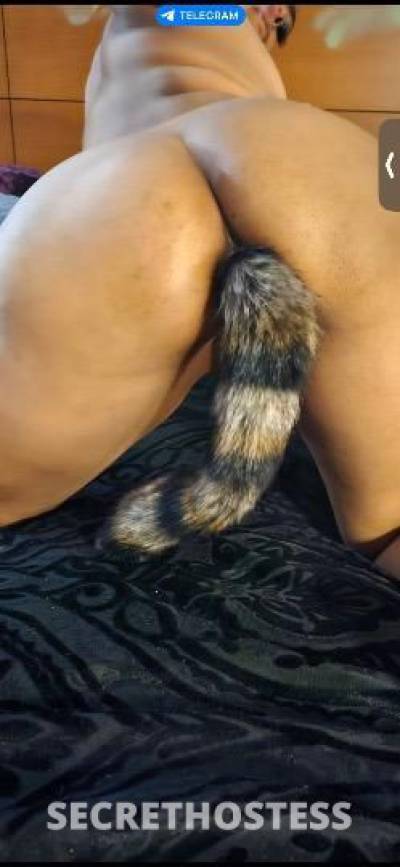 calico 25Yrs Old Escort Houston TX Image - 3