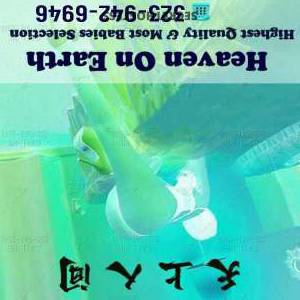 23Yrs Old Escort San Jose CA Image - 4