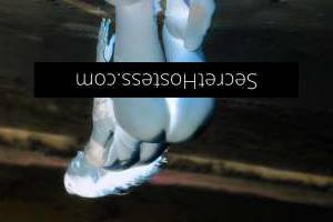 29 year old Australian Escort in Canberra Australian High Class Escort Tara Lilly Your Dream Brunette 