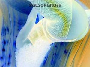 25 year old Escort in Memphis TN Upscale Black Goddess for Spectacular Companionship