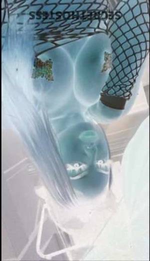 23 year old Latino Escort in Stockton CA Thick, Voluptuous Blonde Latina Visiting Town! Unforgettable