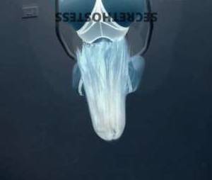 25 year old Escort in Launceston Experience Exquisite Pleasure with Sweet Launces Slender, 