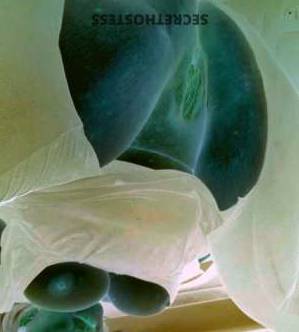 Aries 28Yrs Old Escort Buffalo NY Image - 1