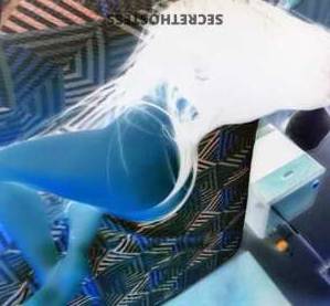 29 year old Escort in Bradenton FL The Ultimate Naughty Girl for Your Ultimate Pleasure