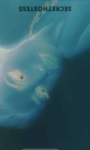 Chanel 27Yrs Old Escort Denver CO Image - 11