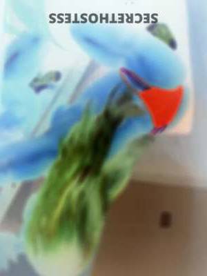 Desirechocolate 29Yrs Old Escort Bronx NY Image - 9