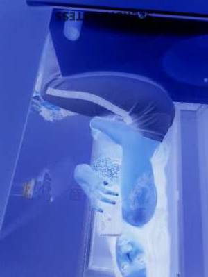 Noel 22Yrs Old Escort Madison WI Image - 1