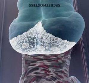 Queen?Bee? 47Yrs Old Escort Los Angeles MO Image - 8