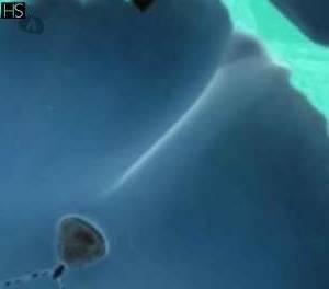 25 year old Latino Escort in Limerick Shannon Experience Unbeatable Pleasure with Sexy Vixen Belvida