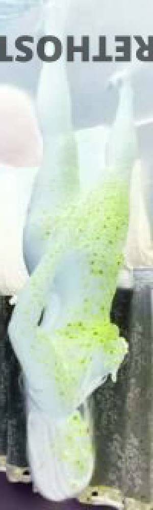 Mature Angela Eve Escort on tour in Noosa 15-18 June 2024,  in Sunshine Coast