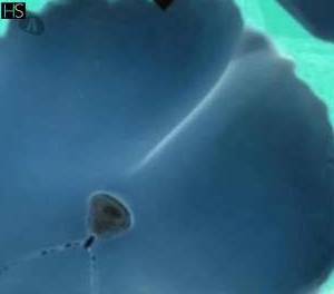 25 year old Latino Escort in Limerick Shannon Juicy Babe Nora Indulge in a Full-Body Rejuvenation Massage 