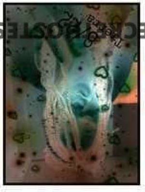 Tierra 34Yrs Old Escort Springfield MO Image - 6