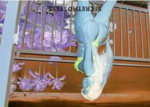 24 year old Latino Escort in Honolulu HI Experience Paradise in Honolulu Your Curvy Latina Escape for