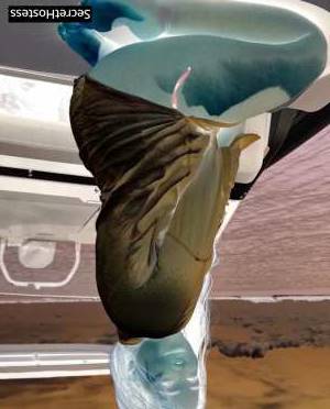 27Yrs Old Escort 44KG Miami FL Image - 4