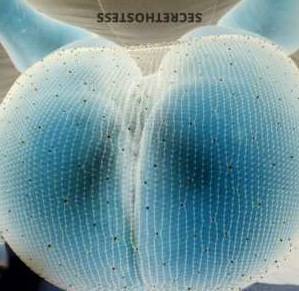 Hennessy 25Yrs Old Escort Gadsden AL Image - 2