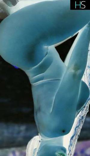 0 year old Escort in Longueuil SARADA Sexy Times @SALONAZUL