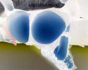 30Yrs Old Escort Tampa FL Image - 3