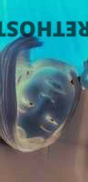 Audii 33Yrs Old Escort Huntsville AL Image - 2
