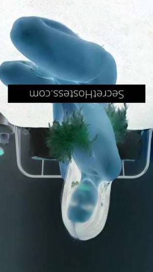 28 year old Australian Escort in Newtown Sydney Velvet Vixen Australia and New Zealand's Premier Escort