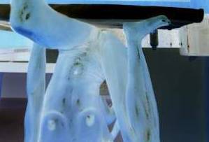 30Yrs Old Escort Austin TX Image - 2