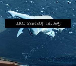 29Yrs Old Escort Size 8 Sunshine Coast Image - 23