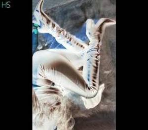 32 year old Escort in Dublin Sensual Massage in Dublin 6 Bella