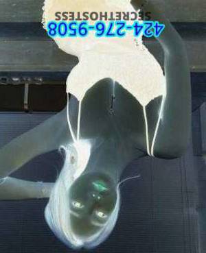 22 year old Asian Escort in Los Angeles CA New Asian Sexy BBFS BBBJ 36D