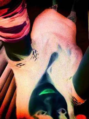 37 year old Russian Escort in Miami FL Incall outcall hot kinky chik facetime shows