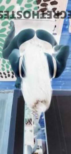 32 year old Asian Escort in Morphett Vale Adelaide Fun Sasha in Adelaide