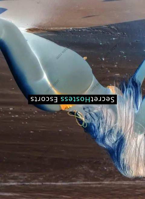 Vick Dorneles 28Yrs Old Escort 56KG 166CM Tall Ulcinj Image - 0