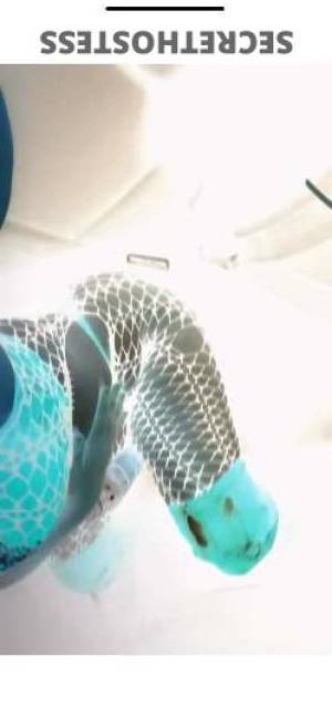 20 year old Escort in Bakersfield CA new snow bunny