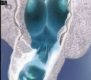 48Yrs Old Escort Santa Catarina Image - 2