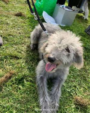 Astrid 28Yrs Old Escort 50KG 180CM Tall Belfast Image - 6