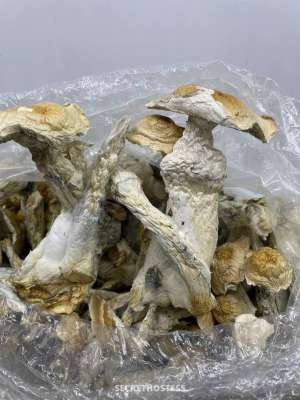 Stephanie Anna 25Yrs Old Escort Milton Image - 1