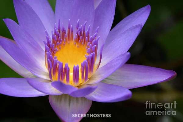 Anna 47Yrs Old Escort Size 10 Cairns Image - 3