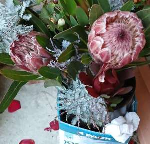 50 year old Escort in Launceston Full Body Rubs for mature men, Launceston