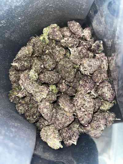 24Yrs Old Escort Hobart Image - 4