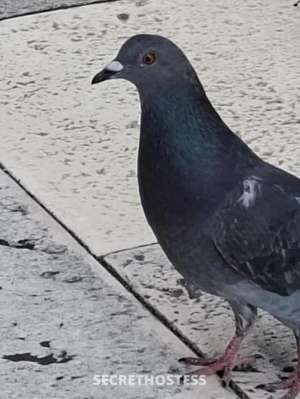 38 year old Escort in Perth Early morning quicky/BnG Wanted, Maylands